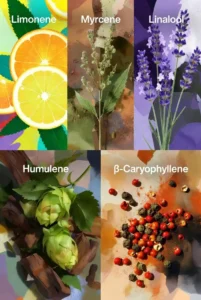 הטרפנים של וודינג CK הטרפנים של וודינג CK